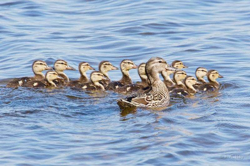  C1G0511 - Version 2 - Version 2